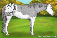Horse Color:Black Splash Appaloosa 