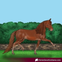 Horse Color:Chestnut 