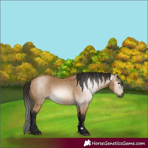 Horse Color:Gray Buckskin 