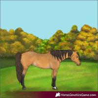 Horse Color:Buckskin 