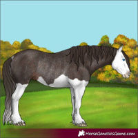 Horse Color:Liver Chestnut Splash Rabicano 