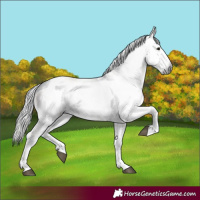 Horse Color:Gray White Spotted Smoky Black  and Gray White Spotted Classic Cream Champagne 