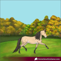 Horse Color:Buckskin 