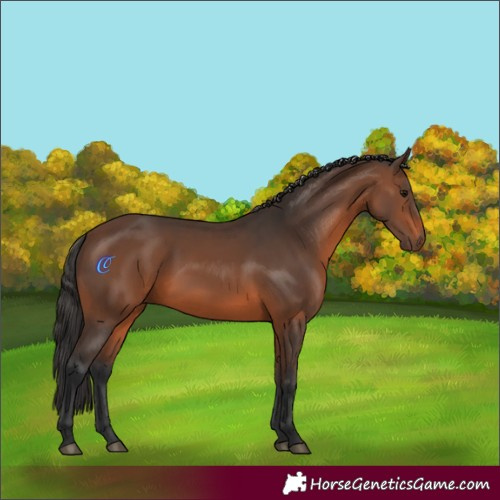 Horse Color:Brown 