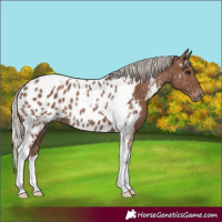 Horse Color:Silver Black Tobiano Appaloosa Rabicano 