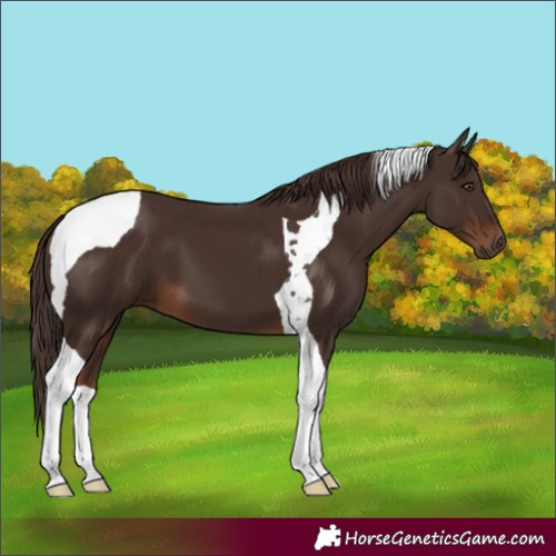 Horse Color:Liver Chestnut Tobiano 