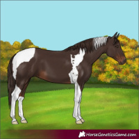 Horse Color:Liver Chestnut Tobiano 