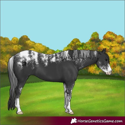 Horse Color:Powder White Black 