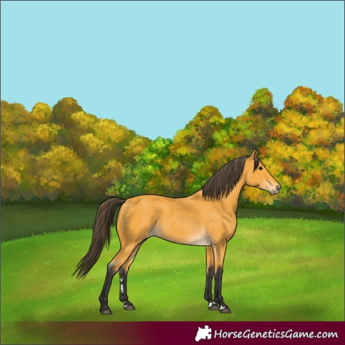 Horse Color:Buckskin 