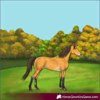 Horse Color:Buckskin 