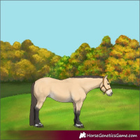 Horse Color:Buckskin 