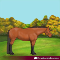 Horse Color:Bay 