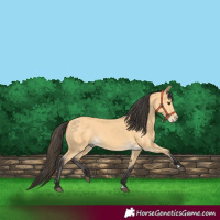 Horse Color:Buckskin 