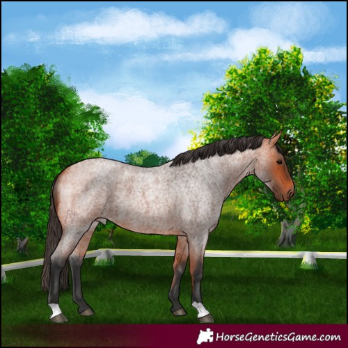 Horse Color:Bay Roan 