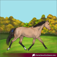 Horse Color:Bay Dun 