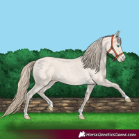 Horse Color:Smoky Creme Roan 