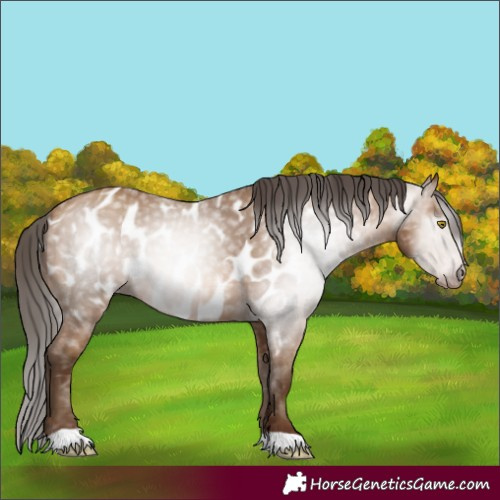 Horse Color:Gray Amber Champagne Appaloosa 