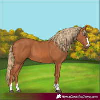 Horse Color:Chestnut 