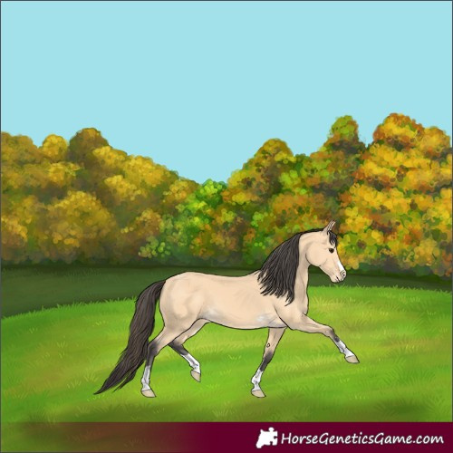 Horse Color:Buckskin 