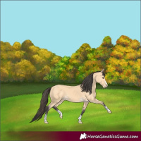 Horse Color:Buckskin