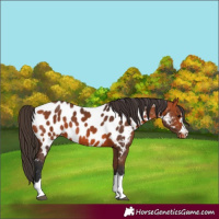 Horse Color:Bay Appaloosa 