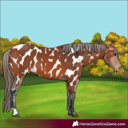 Horse Color:Bay Appaloosa 