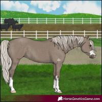 Horse Color:Silver Grullo 