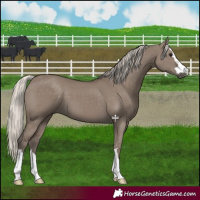 Horse Color:Silver Grullo 