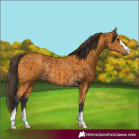 Horse Color:Bay Rabicano and Buckskin Rabicano