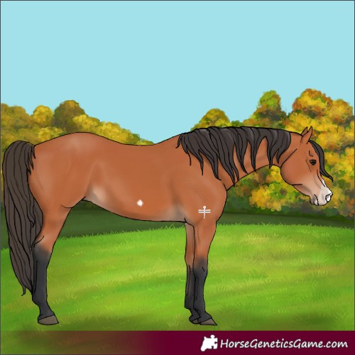 Horse Color:Bay Frame 