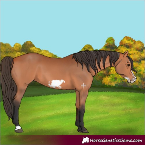 Horse Color:Bay Frame 