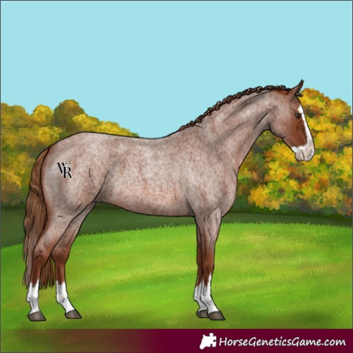 Horse Color:Red Roan Splash 