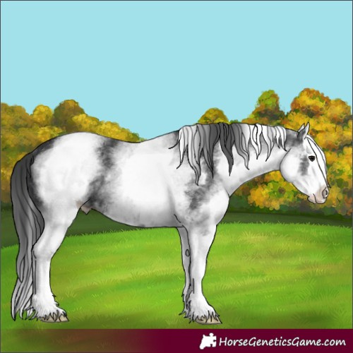 Horse Color:White Spotted Black Splash 