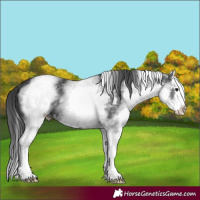 Horse Color:White Spotted Black Splash