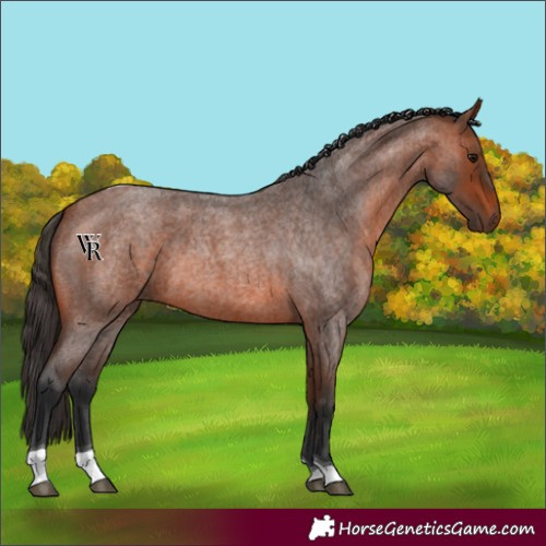 Horse Color:Bay Roan Tobiano
