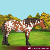 Horse Color:Bay Appaloosa 