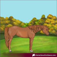 Horse Color:Chestnut 