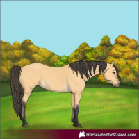Horse Color:Buckskin 