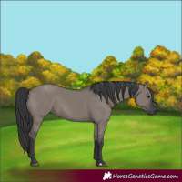 Horse Color:Grullo