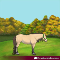 Horse Color:Buckskin 