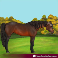 Horse Color:Gray Bay