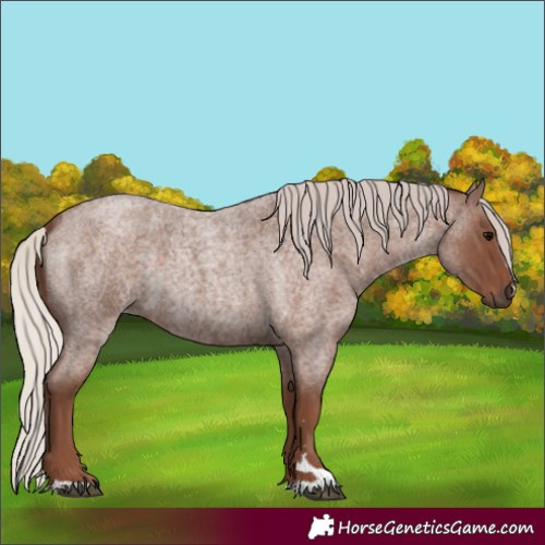 Horse Color:Silver Blue Roan 