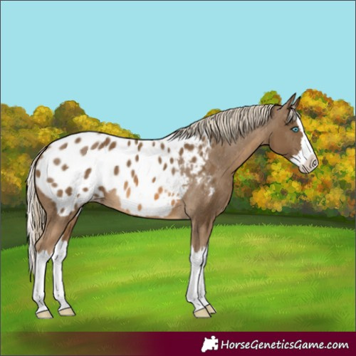 Horse Color:Chocolate Palomino Splash Appaloosa 