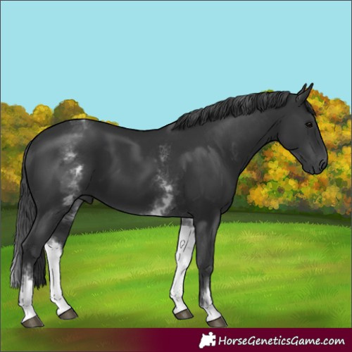 Horse Color:Unknown 