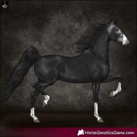 Horse Color:Gray Black 