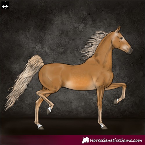 Horse Color:Gray Palomino