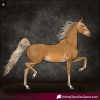 Horse Color:Gray Palomino