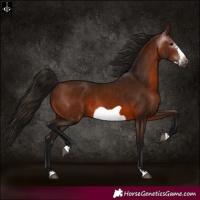 Horse Color:Gray Bay Frame 