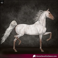 Horse Color:Silver Blue Roan 