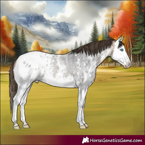 Horse Color:Buckskin Roan Sabino Splash Blanket 